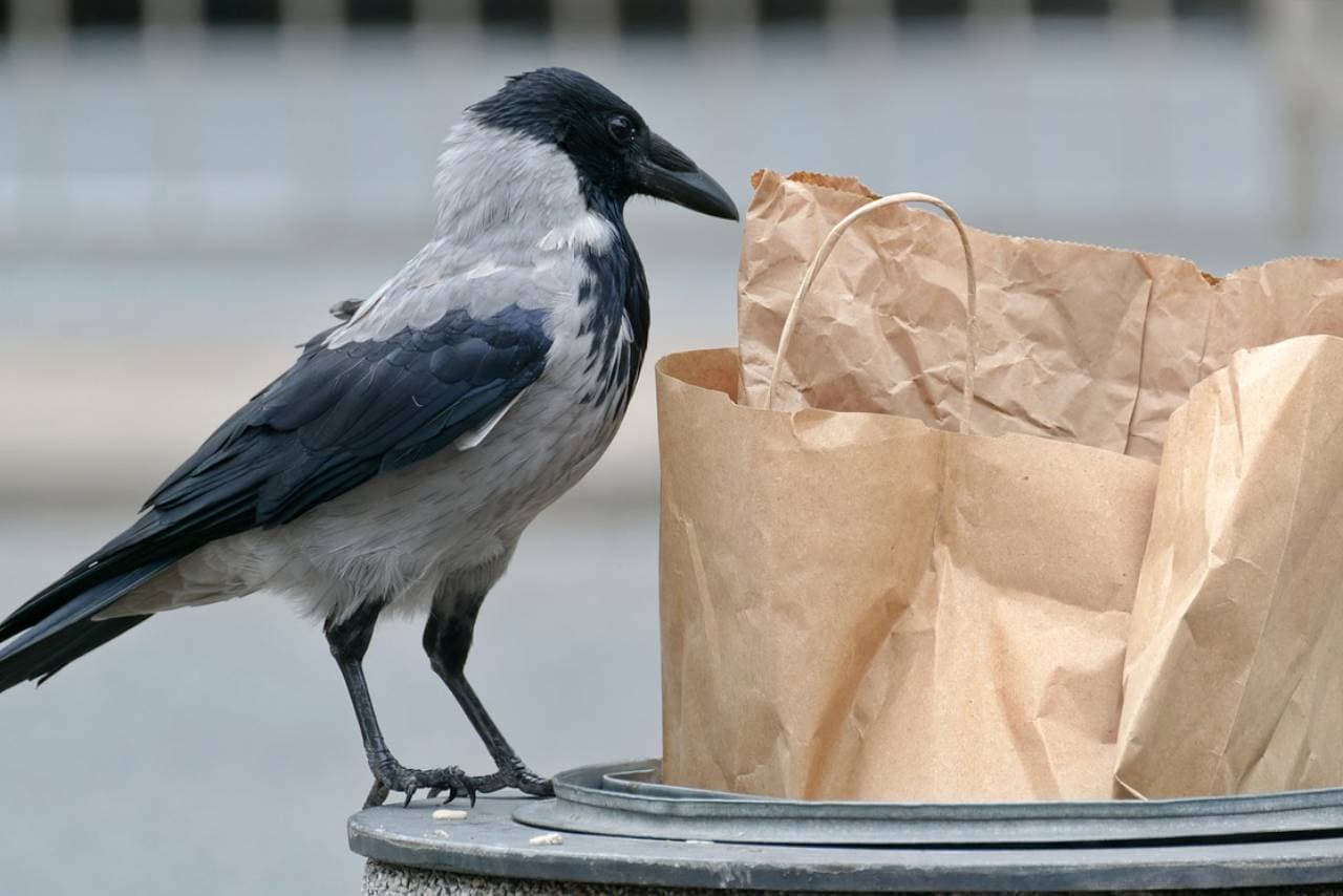 Food waste is a global problem